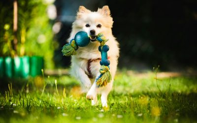 Instinctual Play: The Best Toys for Enhancing Your Dog and Cat’s Natural Behaviors